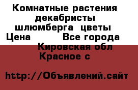 Комнатные растения, декабристы (шлюмберга) цветы › Цена ­ 300 - Все города  »    . Кировская обл.,Красное с.